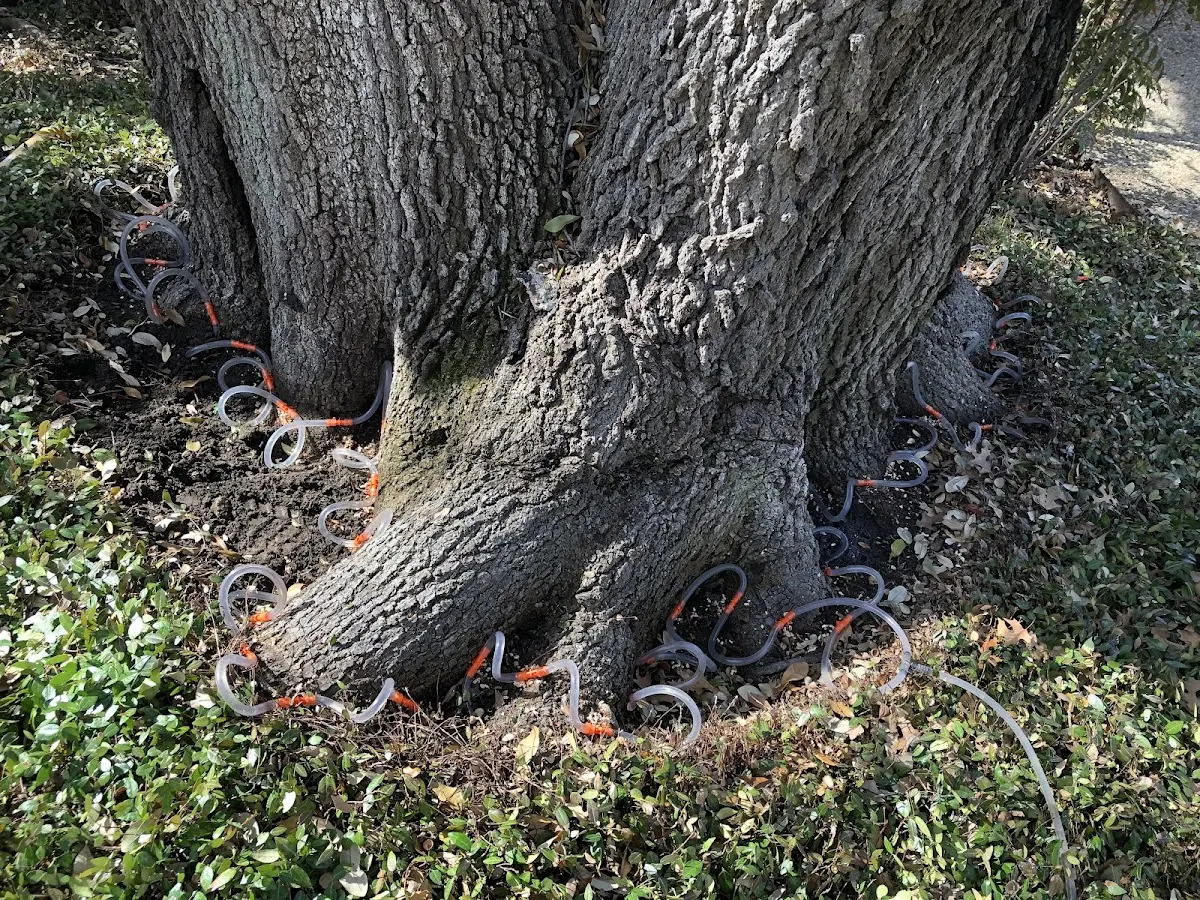 Detailed Tree Cabling and Bracing job site in Coram
